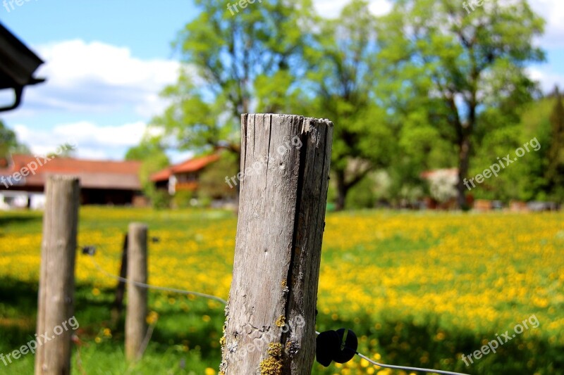 Nature Tree Wood Grass Landscape