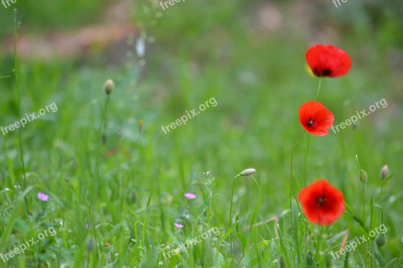 Lawn Hayfield Natural Field Flower