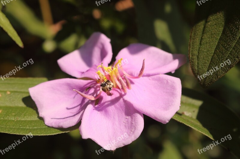 Wildflowers Violet Plant Natural Flowers