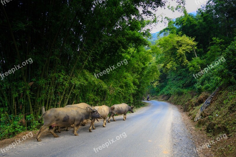 Cat Cat Vietnam Background Bamboo Forest Sapa