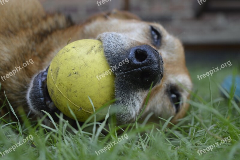 Animals Nature Charming Lawn Mammals