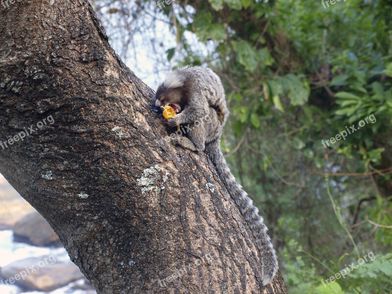 Monkey Sagui Ape Mono Wild Life