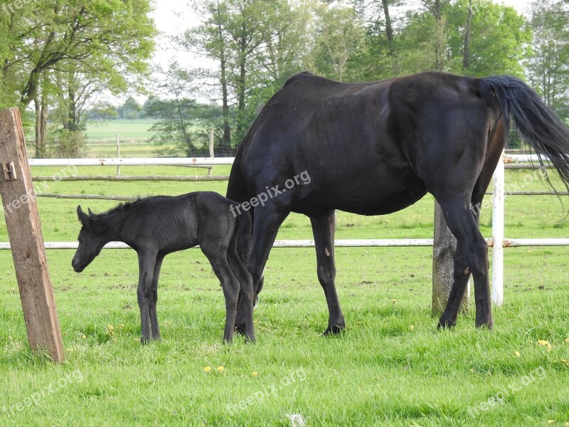 Mammals Animals Lawn Stallion The Horse