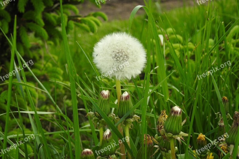 Lawn Plant Nature Field Season