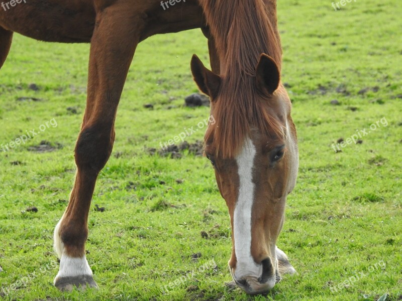 Mammals Animals Lawn Farm Horse