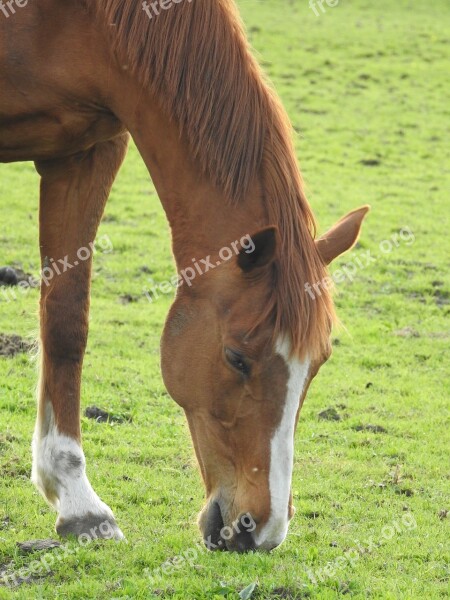 Animals Farm Mammals Pasture Land Mare