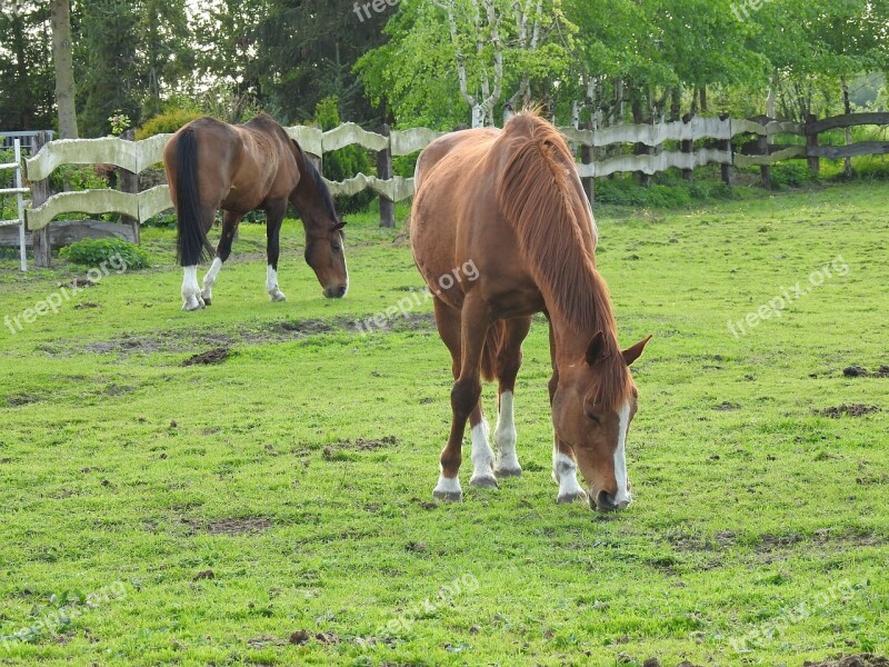 Animals Pasture Land Farm Lawn Mammals