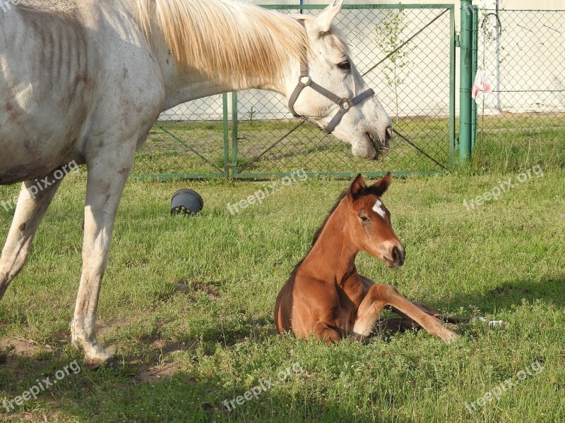 Animals Farm Mammals Lawn Mare