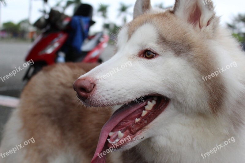 Husky Dog Animal Portrait Canine