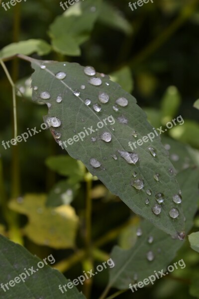 Leaf Plant Nature Pearl Rain