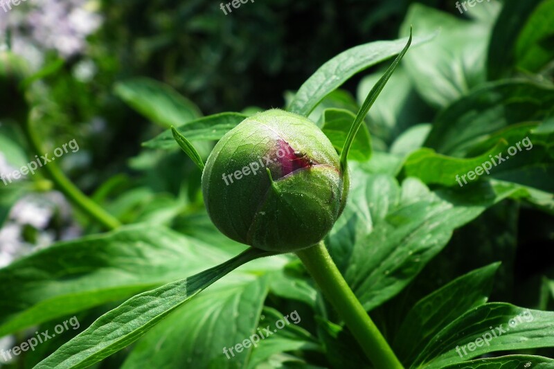 Leaf Nature Plant Flower Peony