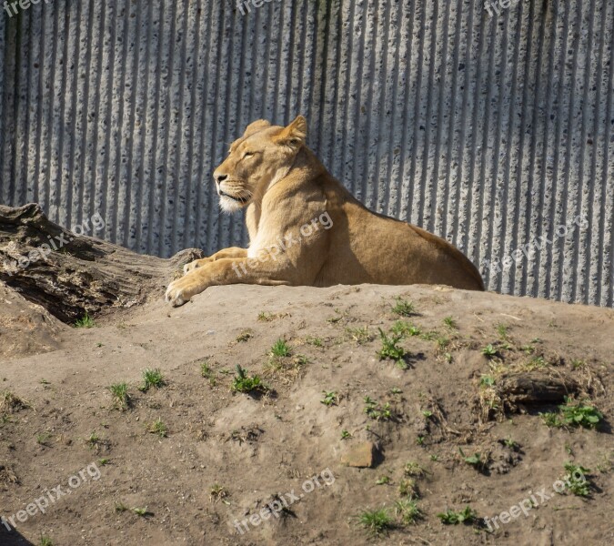 Animal World Cat Mammal Carnivores Lion