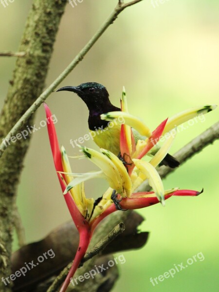 Bird Nature Wildlife Outdoors Animal