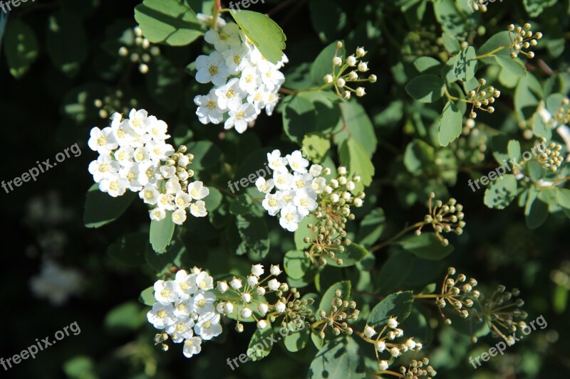 Meadowsweet Meadowsweet Japan Meadowsweet White White Flowers Spring