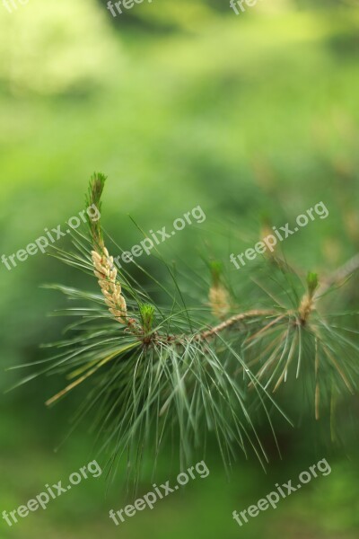 Nature Wood Outdoors Plants Pine