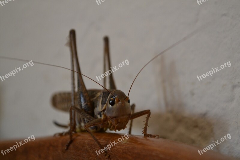 Insect Invertebrate Wildlife Animal Grasshopper