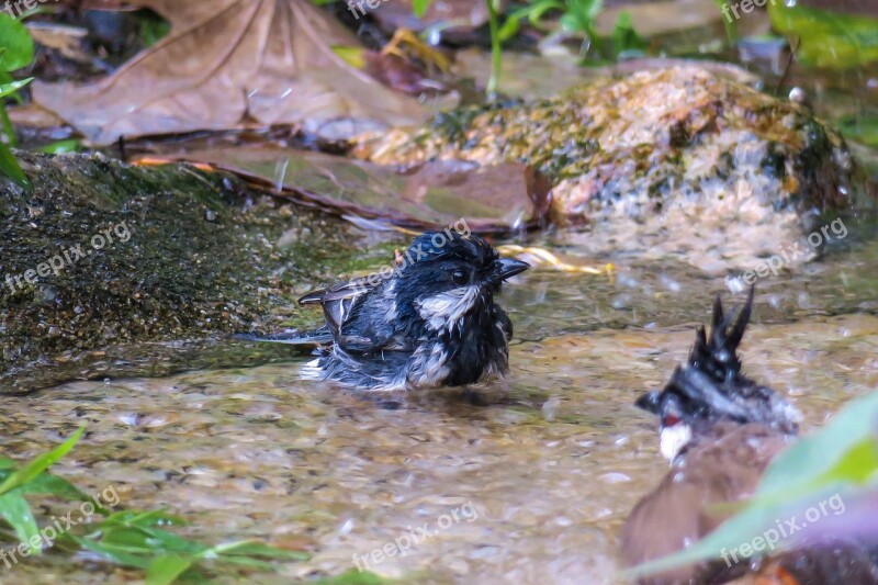 苍背山雀 Nature Bird Wildlife Outdoor