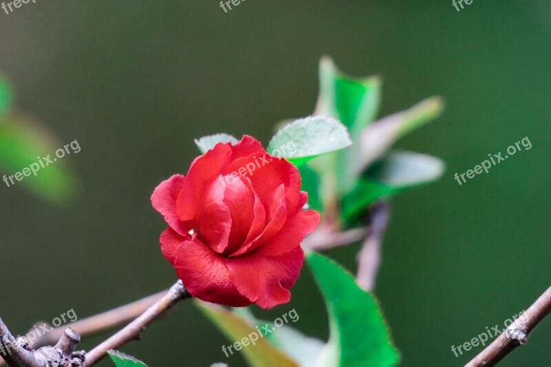 Plant Tree Nature Branch Flower