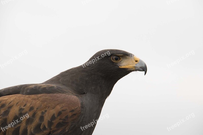 Birds Nature Wild Life Bird Of Prey Eagle