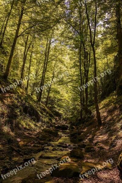 Wood Nature Tree Landscape Leaf