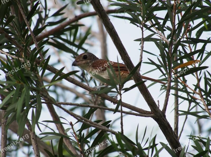 Tree Nature Wildlife Bird Animal