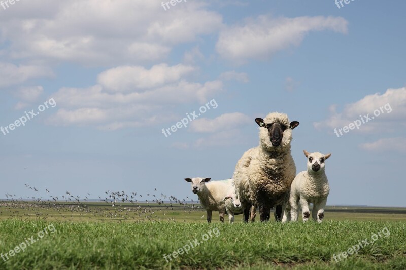 Zeedijk Friesland Sheep Clouds Lamb