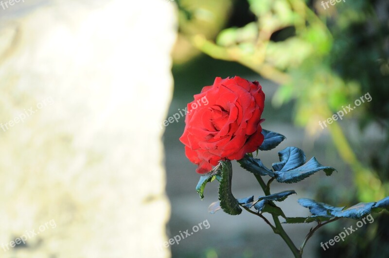 Flower Hong Da Lat Red Rose Free Photos