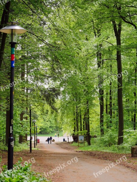 In The Spring Forest Fresh Green Plant Parkweg Illuminated