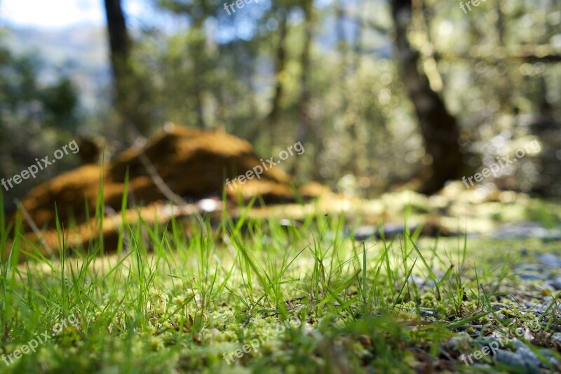 Nature Wood Grass Leaf Plants