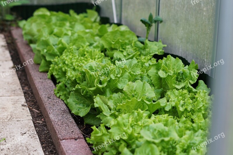 Vegetables Food Lettuce Leaf Greenhouse