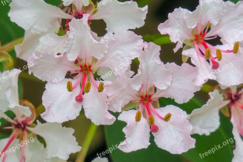 Bauhinia Hong Kong Flower Nature Plant