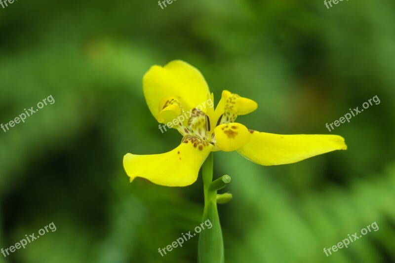 Iris Nature Plant Flower Leaf