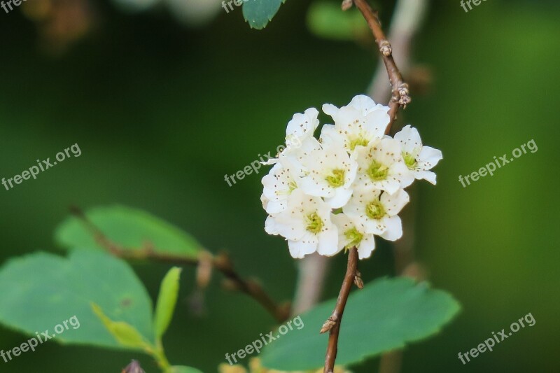 Splendid Chrysanthemum Nature Flower Leaf Plant