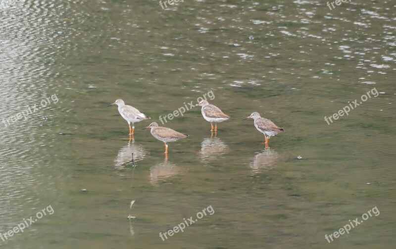 Water Bird Lake Wildlife Pool