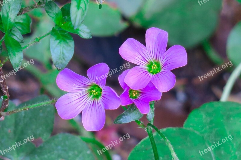 Shamrock Hong Kong Clover Wild Flowers Wild