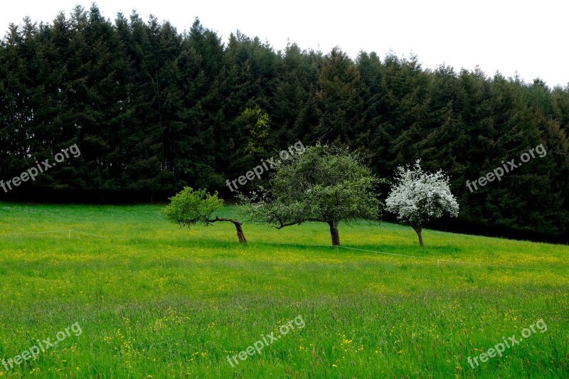 Landscape Grass Meadow Nature Forest