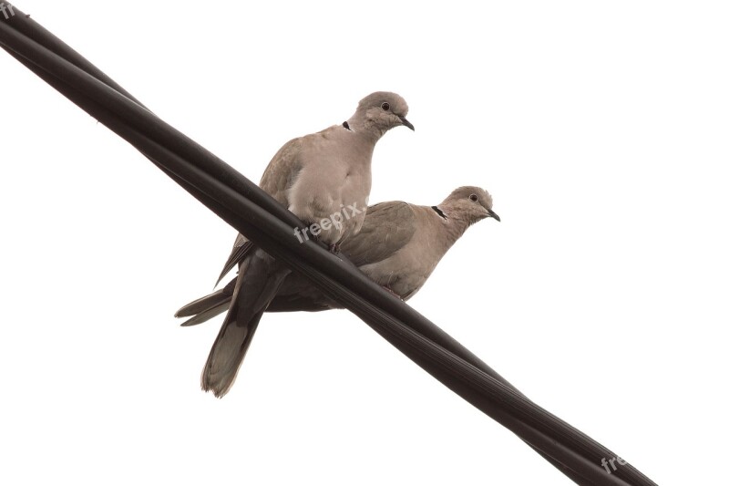 Bird Wildlife Nature Pigeon Feather