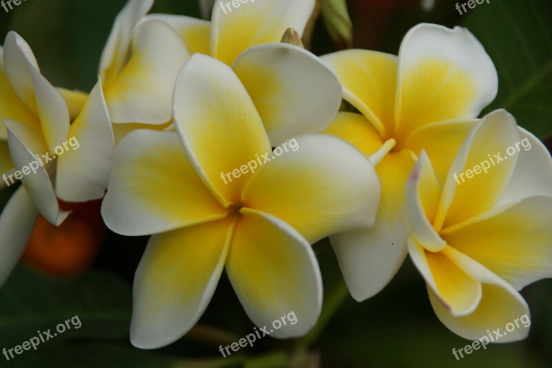 Flower Tropical Nature Flora Frangipani