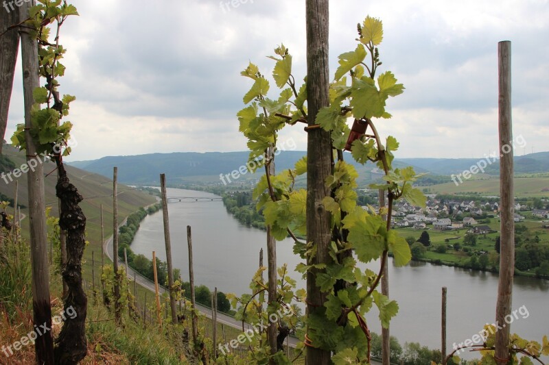 Mosel Vineyard Sachsen Schweich Spring