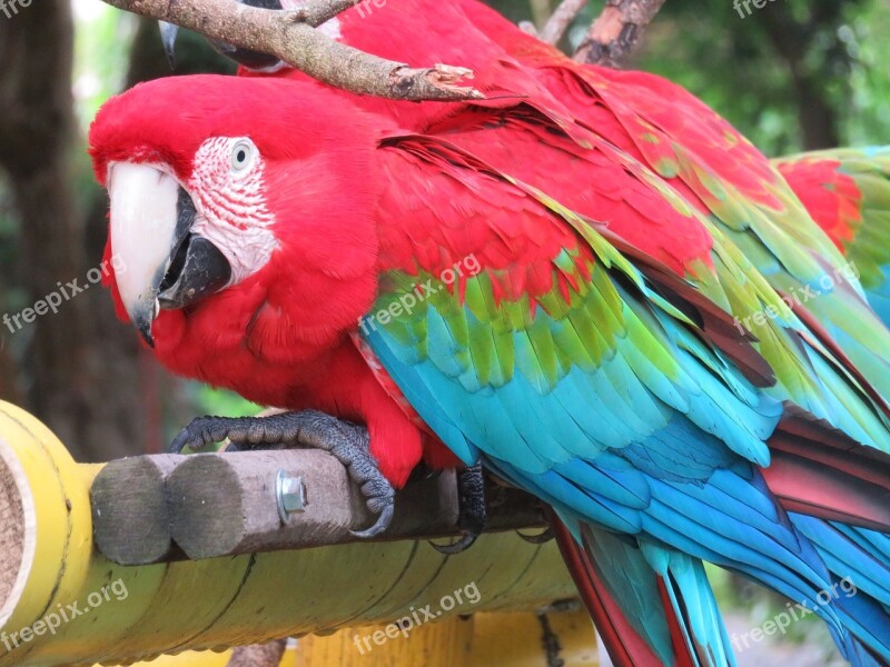 Psittaciformes Birds Arara Pity Free Photos