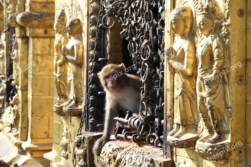 Religion Monkey Temple Portrait Of Monkey Animal