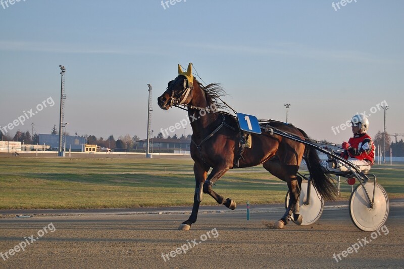 Race Horse Traber Trotting Sulky