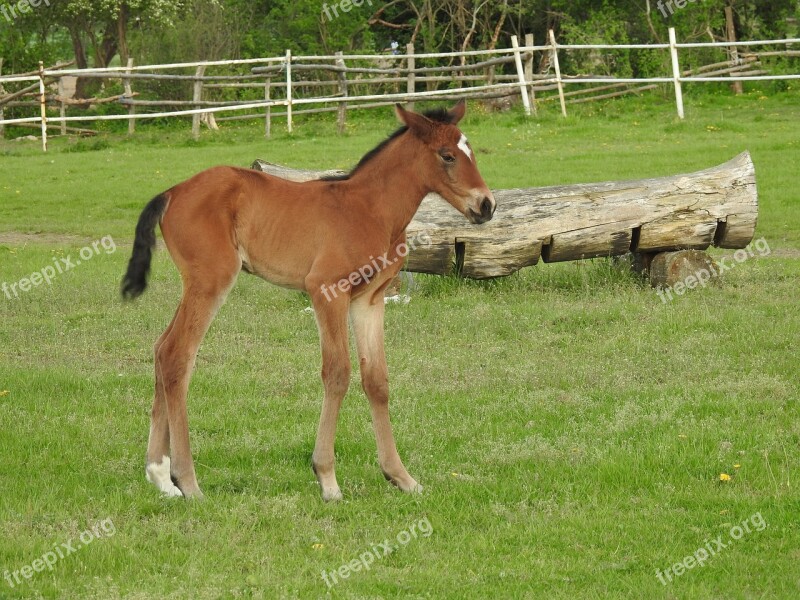 Mammals Farm Lawn Pasture Land Offspring