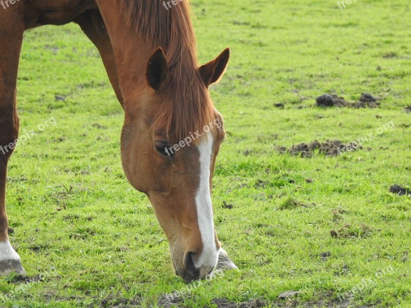 Lawn Mammals Pasture Land Farm Animals