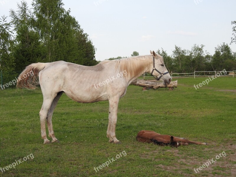 Farm Mammals Lawn Field At The Court Of