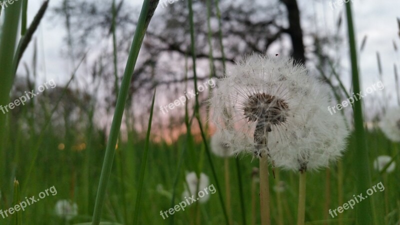 Nature Flora Growth Grass Flower