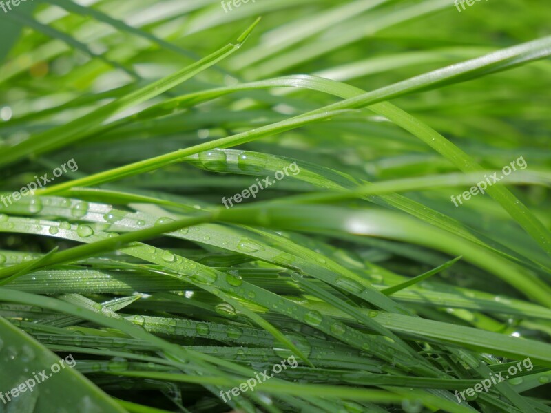 Nature Grass Rosa Shoots Lawn