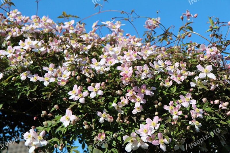 Clematis Clematis Montana Clematis Mountains Small Flowers Pink Flowers