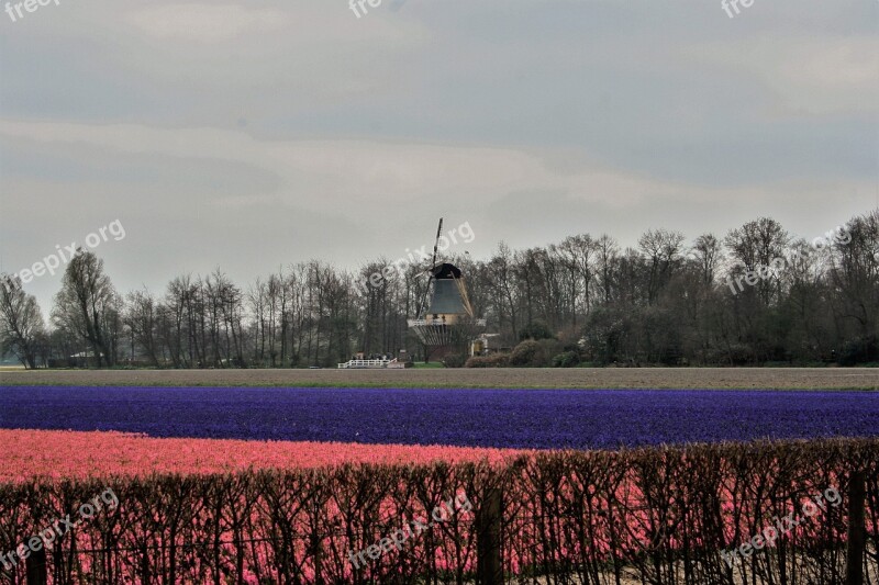 Natural Outdoor Landscape Tulips The Netherlands