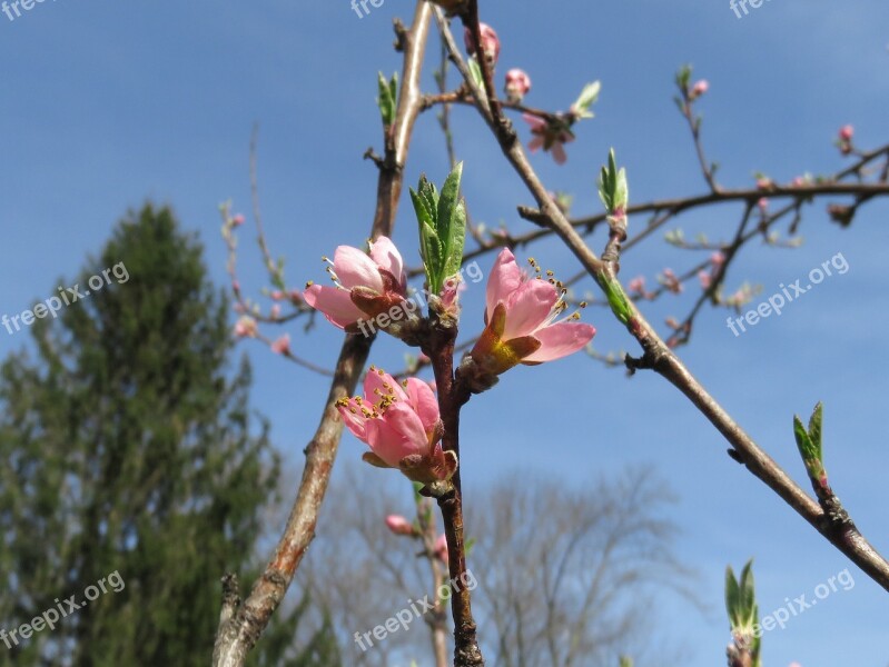 Blossom Flower Tree Pink Peach